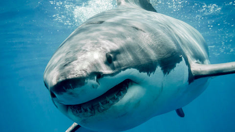 近距离观看大白鲨!