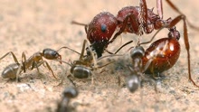 阿根廷蚂蚁最可怕人类敌人