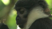 乌干达黑猩猩