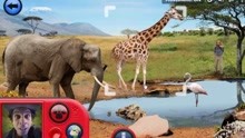 【橘子金宁酱】安迪动物世界探秘~看非洲大象玩小老鼠走迷宫游戏