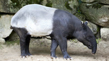 神秘动物之一, 濒危珍贵的马来貘, 你知道吗?