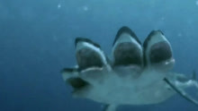 海洋被长期污染严重，生成了五头巨齿鲨，连飞机都能吃！