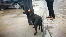 农村狗市上一条黑色的拉布拉多犬，主人把它460元卖了，真可惜
