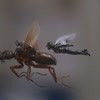 蚁人2：黄蜂女现身（普通话）