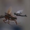蚁人2：黄蜂女现身（普通话）