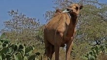 为什么骆驼会吃仙人掌