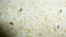 大米生虫