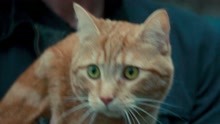 流浪猫鲍勃：暖心橘猫拯救世界！是谁家的小可爱走丢了？
