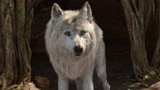 狼族还以为和猛虎达成和平谈判，谁知猛虎突袭狼王，威慑整个狼族