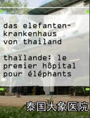 泰国大象医院