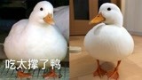 求生欲极强的可爱鸭