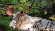 瑞典发现“白色驼鹿”，美得像只精灵，通身雪白不是白化病导致