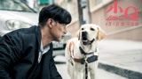 《小Q》导盲犬养成记 见证人类最忠诚有爱的伙伴