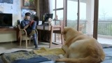 《神犬小七3》边慕向小七展示自己的特长 画得真挺像的