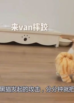 带你探索神秘的世界》第2019-07-05期铲屎官买只会动的玩具猫，还放到大 