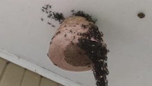 蚂蚁多了吃大象！蚂蚁搭人梯瞬间攻陷蜂巢，镜头记录全过程