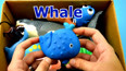 带你认识海洋里的蓝鲸玩具
