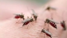 蚊子叮完艾滋病人, 再咬其它人会传染吗？看完你就明白了