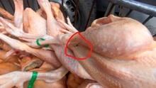 石河子的蜜蜂吃鸡肉?