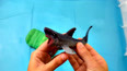 教你认识大海里生活的鲨鱼玩具
