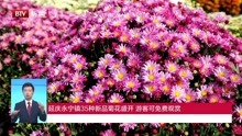 延庆永宁镇35种新品菊花盛开游客可免费观赏