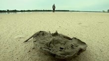 沙滩上都是刺鳐的尸体  韦德想看刺鳐是如何发动可怕攻击的
