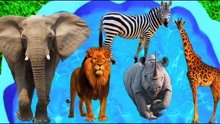 早教启蒙乐园：认识各种有趣的动物，狮子大象长颈鹿棕熊斑马老虎