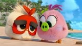 愤怒的小鸟2 ：小伙伴和胖红一起玩游戏  毛绒绒的超可爱啊