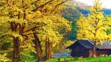 世界古银杏之乡，存活一棵1500年的银杏树王，就位于贵州