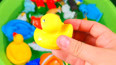 教你认识在活泼玩耍的黄色鸭子玩具