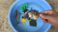 教你认识国家二级保护动物海龟玩具