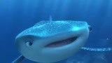 海底总动员：多莉遇到鲨鱼，鲨鱼竟是近视眼，而且是小时候的朋友