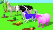 奶牛绵羊吃彩色水果变色