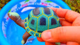 教你认识棱皮龟科动物海龟玩具