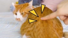 [图]猛戳一下猫屁屁，猫会有什么反应？猫：别按我的开关！