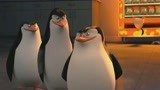 马达加斯加的企鹅：两只企鹅难舍难分，不分场合，嘴巴粘在一起！