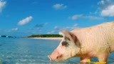 这个美丽的无人岛，被一群会游泳的猪占领了！