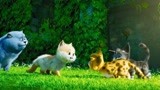 猫与桃花源：斗篷终于带小伙伴到桃花源，这也太美了吧！