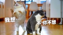 [图]和猫咪玩不要做挑战，谁动谁输！猫：我控制不住我自己呀