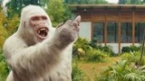 狂暴巨兽：强森居然遭遇大猩猩鄙视，还被竖中指