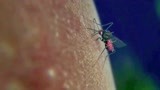 僵尸刑警：小伙被蚊子咬了一口，结果一觉醒来就变僵尸！