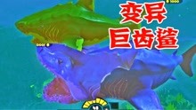 深蓝巨齿鲨毒虫群里捕食