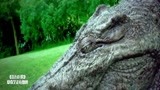 百万巨鳄：鳄鱼也有感情！误杀养鳄人被警察击毙，竟流下了眼泪！