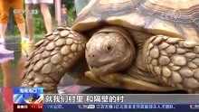 苏卡达陆龟误闯海南村子 村民：四十多岁了 没见过这么大的乌龟