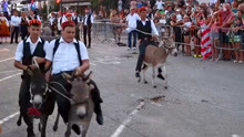 克罗地亚村庄举行传统骑驴比赛 争先恐后热闹非凡