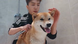 《我要这样生活》范丞丞给虫虫洗澡初体验 别人家狗系列！