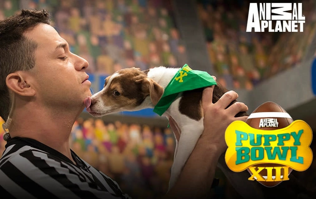 Puppy Bowl (2020) Full with English subtitle – iQIYI | iQ.com