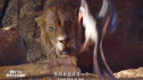 狮子王：沙祖弄没了狮子的午餐，狮子转头就要吃它，吓坏了