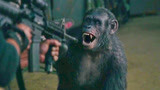 猩球崛起2：科巴真是个小机灵鬼，看见敌人拿着枪，秒变卖萌精！