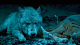 血狼犬：不愧是人类最忠诚的朋友，主人出事，狗狗蓝波回家搬救兵